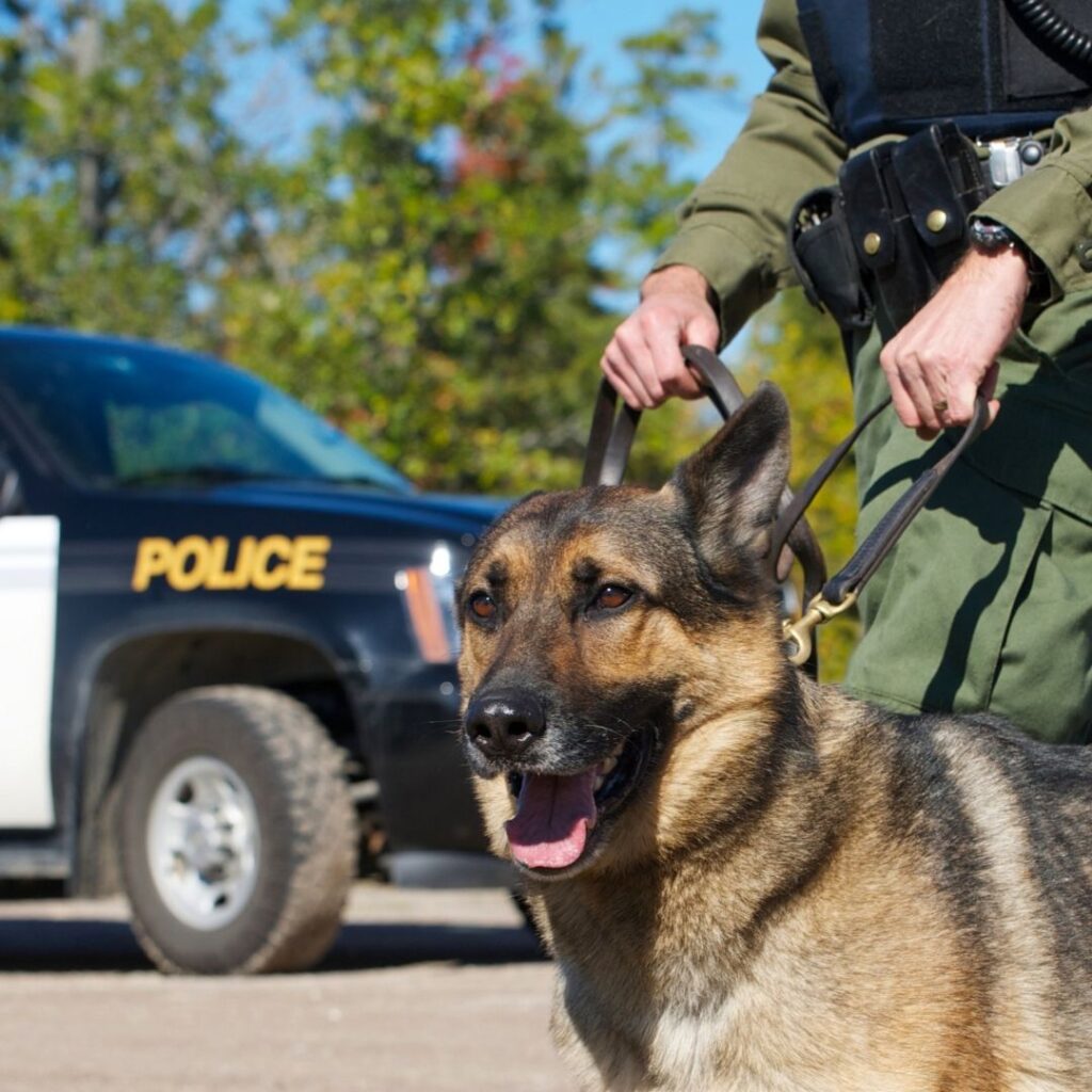 an officer with a K-9